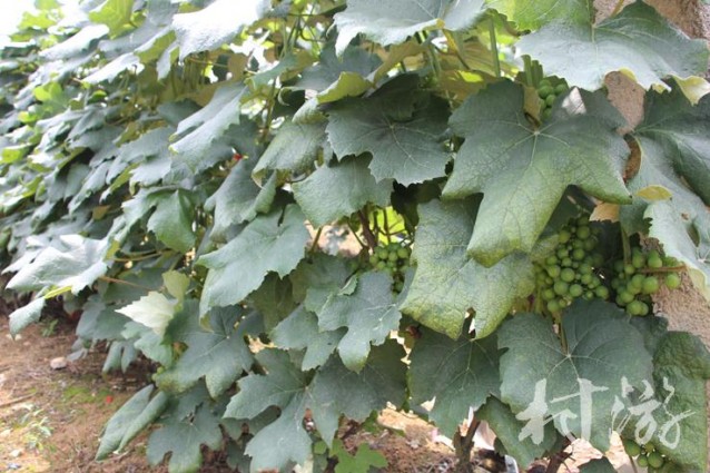 紅楓湖柏楊山莊