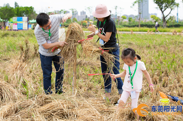 東莞：棗紅糯水稻豐收體驗(yàn)季在麻涌古梅園舉行