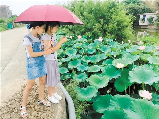 荷花怒放惹人醉