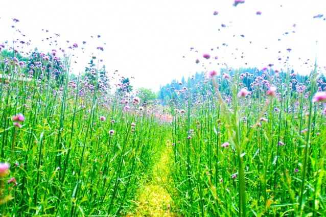 永泰幸福莊園