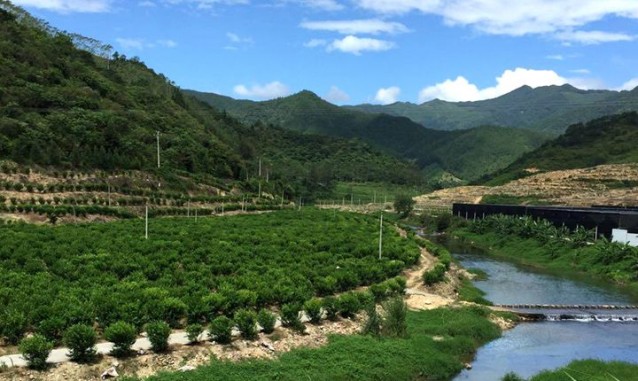 永春湖洋東泰果園