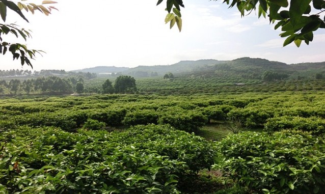 漳浦蜜原生態(tài)農(nóng)場(chǎng)