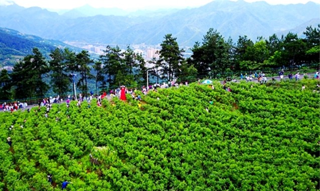 佰蒂藍(lán)莓園