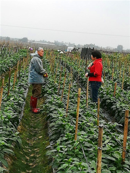 定安縣農(nóng)技中心分組下田間地頭指導(dǎo)防寒防病工作