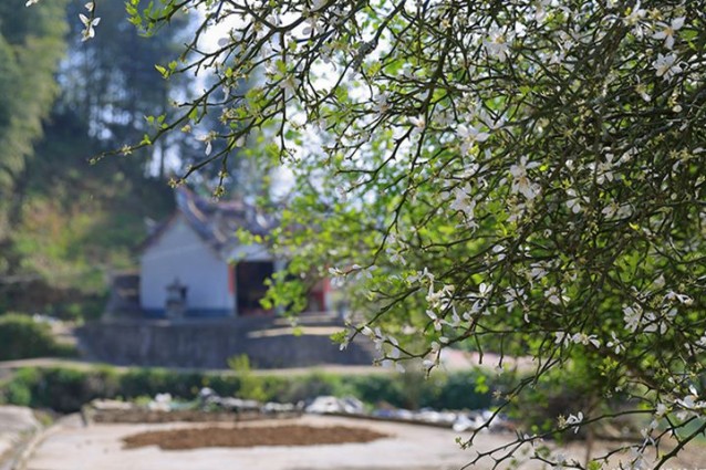 南靖泓凈觀光茶園