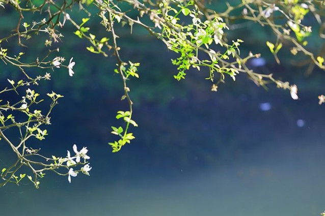 南靖泓凈觀光茶園