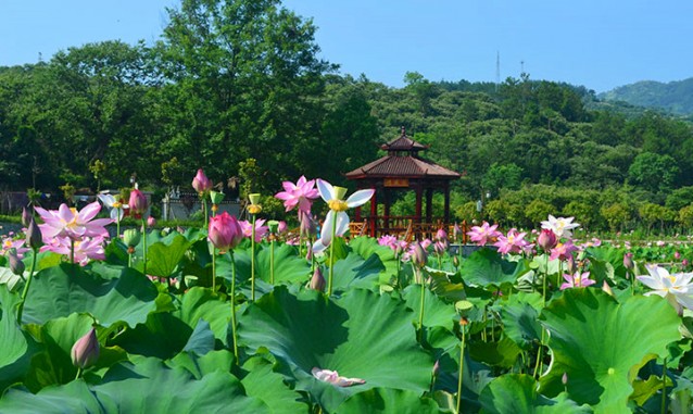 紫薇山莊