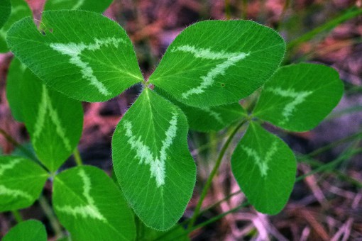 2018年安徽苜蓿種植補(bǔ)貼標(biāo)準(zhǔn)：每畝補(bǔ)貼600元