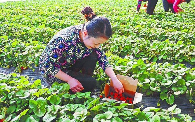 長汀綠之夢農(nóng)場