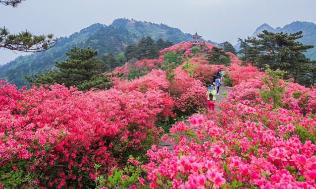 齊家山居