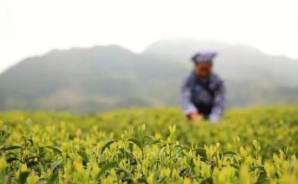 農(nóng)旅融合規(guī)劃項目:“香菇尋祖”主題鄉(xiāng)村旅游線路