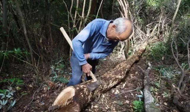 農(nóng)旅融合規(guī)劃項目:“香菇尋祖”主題鄉(xiāng)村旅游線路