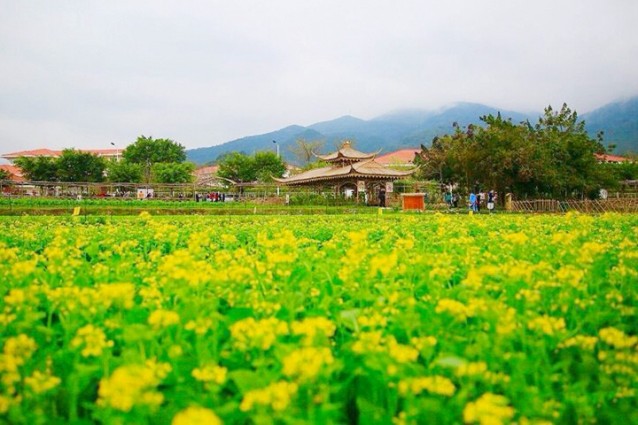 海滄大曦山薰衣草公園