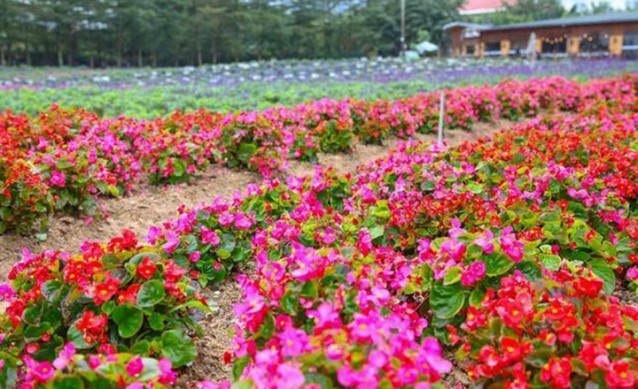 海滄大曦山薰衣草公園