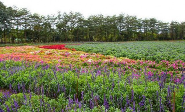 海滄大曦山薰衣草公園