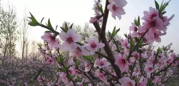 農(nóng)旅融合規(guī)劃項目:“香菇尋祖”主題鄉(xiāng)村旅游線路