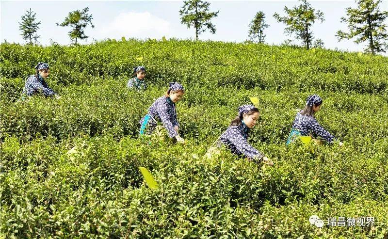 江西九江市瑞昌:農(nóng)業(yè)綜合開發(fā)助推“秀美鄉(xiāng)村”升級的項目建設經(jīng)驗