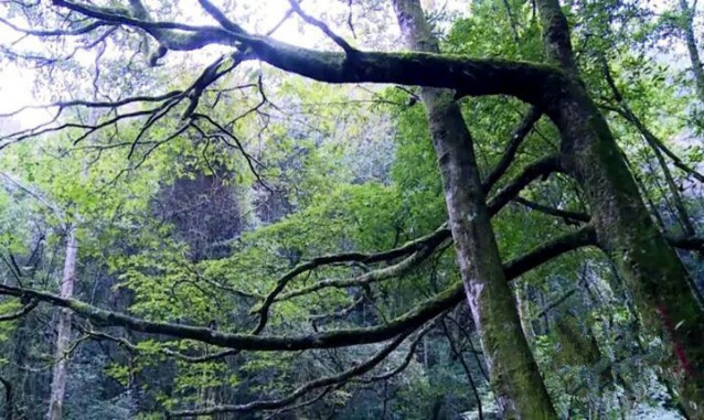 龍巖培斜明悅山莊