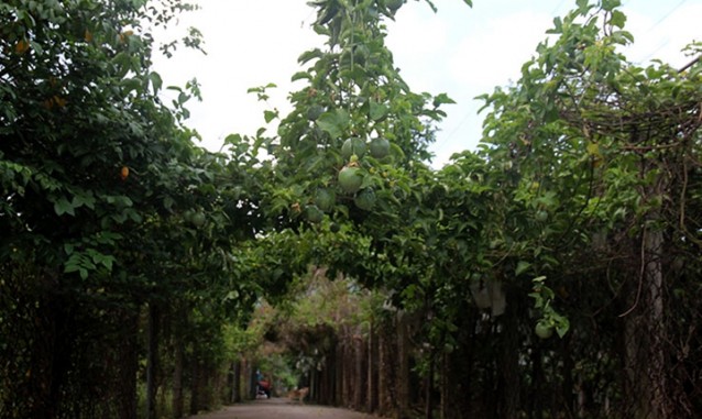 竹壩芳都觀光果園