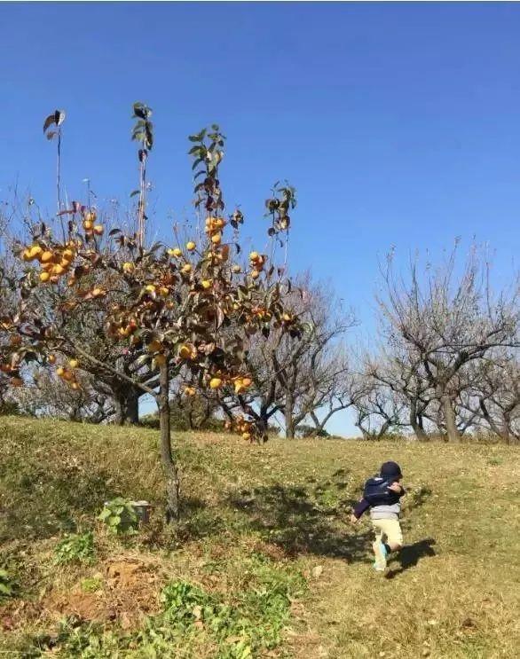 案例:3畝地上成功打造的農(nóng)業(yè)教育幼兒園