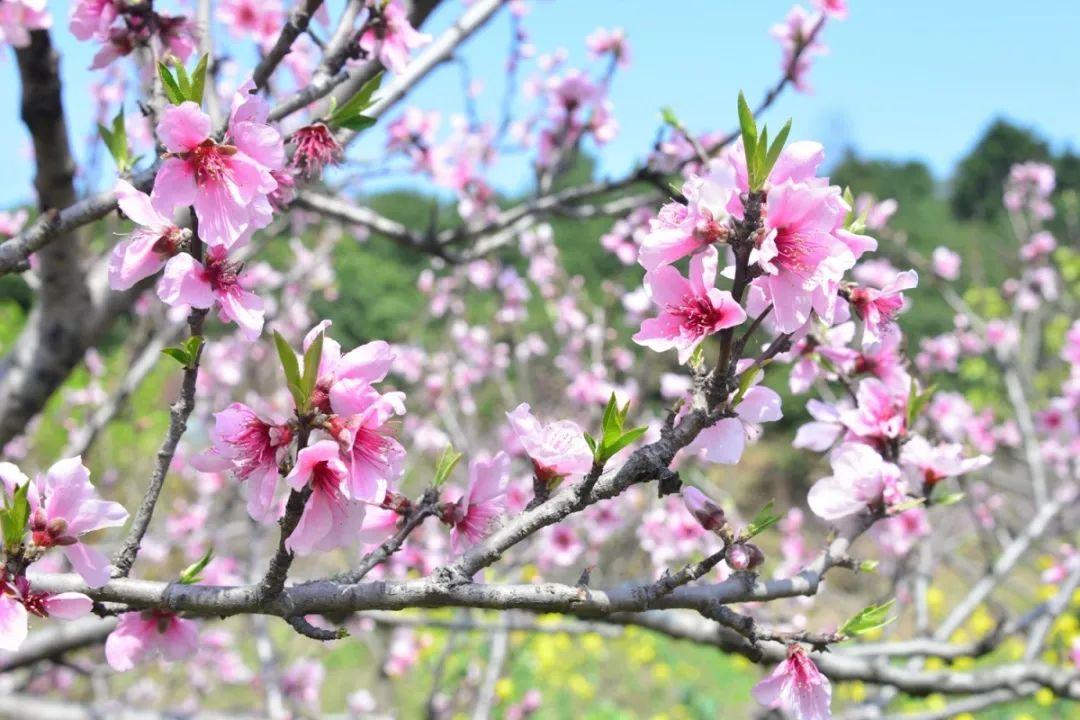 尋找路橋“網紅鄉(xiāng)村”