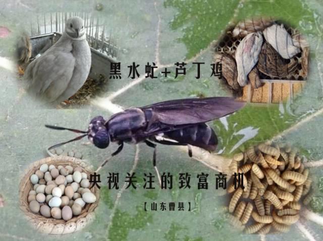 黑水虻+蘆丁雞：2017年最值得你擼起袖子大干一場(chǎng)的大豐收項(xiàng)目！