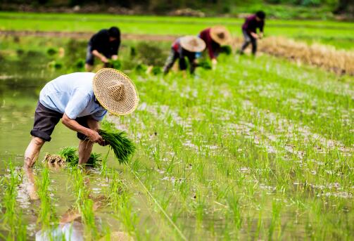 糧食適度規(guī)模經(jīng)營補貼多少錢？補貼對象有哪些？