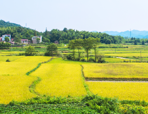 2019年中央一號(hào)文件公布，提出堅(jiān)持農(nóng)業(yè)農(nóng)村優(yōu)先發(fā)展總方針！