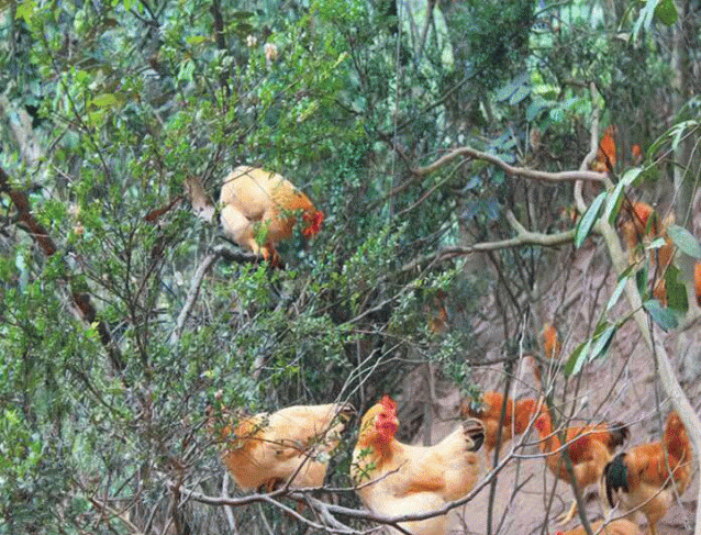 漳州天寶鳳凰仙都