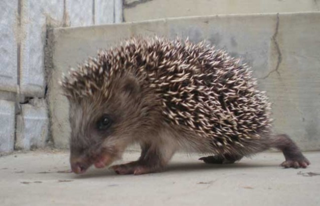 刺猬吃什么食物