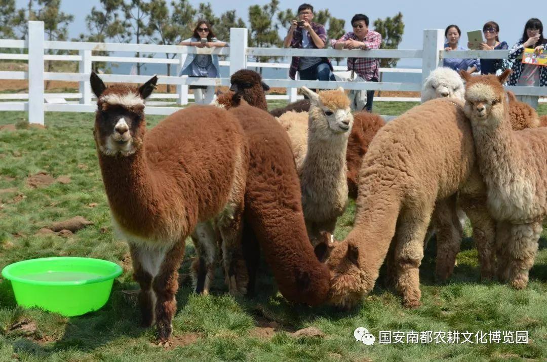 鄉(xiāng)村動物園【農(nóng)耕文化主題之休閑農(nóng)業(yè)規(guī)劃設(shè)計案例】