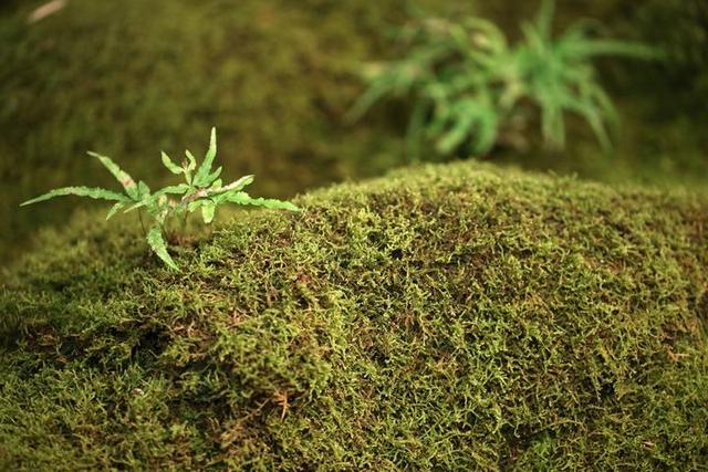 省內(nèi)首次苔蘚科普大展登陸浙江自然博物館