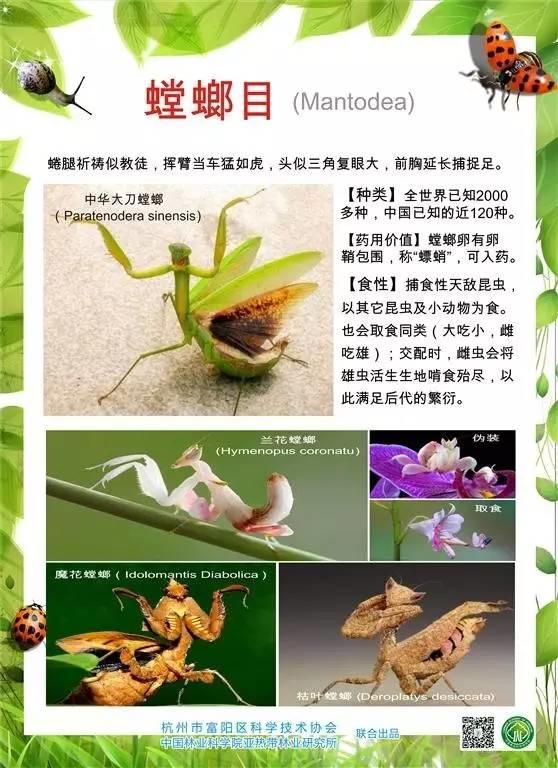 科普圖展 | 奇妙的昆蟲世界（原創(chuàng)）