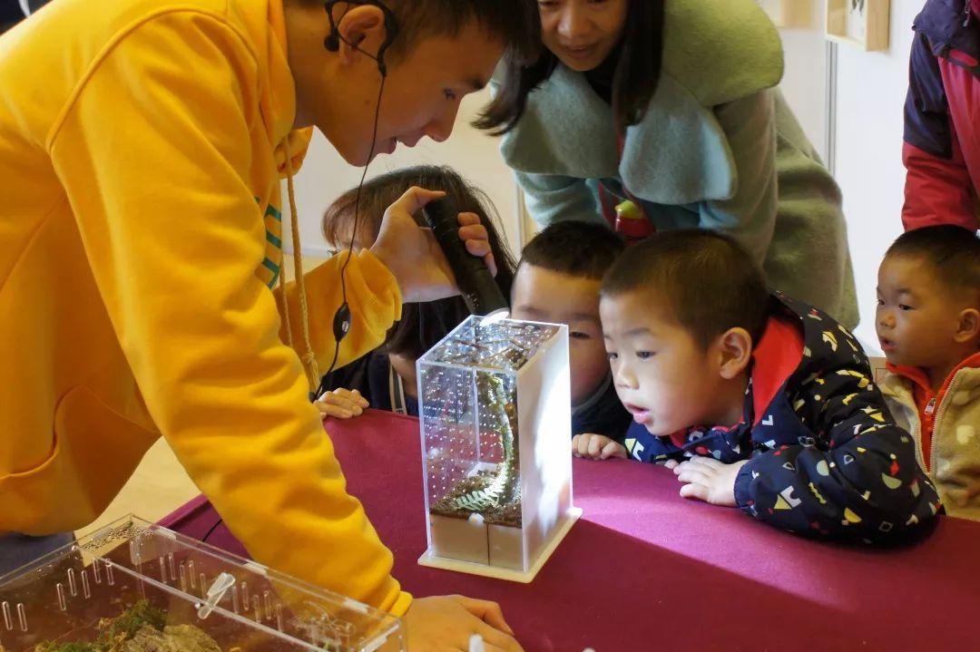 北京昆蟲科普展強勢登陸宣城｜五一假期火爆開館