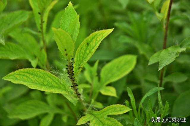 農(nóng)村人種植中藥材蒼術(shù)，市場行情較穩(wěn)定，3種常見病蟲害要預(yù)防