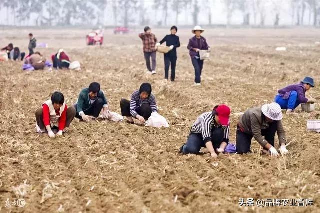 農(nóng)業(yè)種植的10個(gè)大坑，做不好錢再多也得掉進(jìn)去