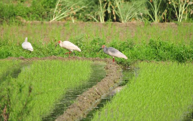 水田里空出一塊地 還能讓“鹮鹮”和村民都有飯吃