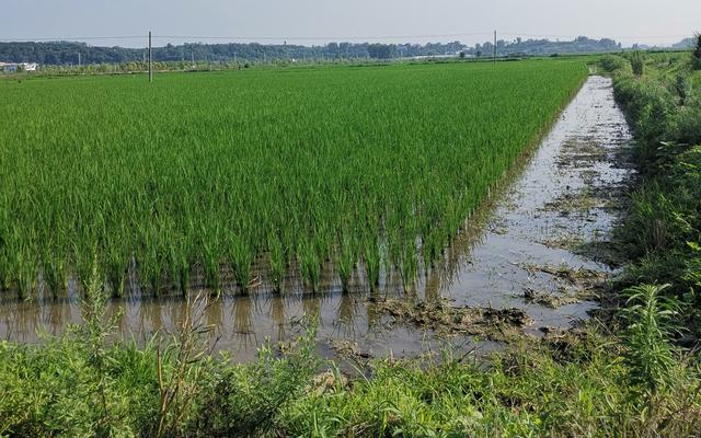 水田里空出一塊地 還能讓“鹮鹮”和村民都有飯吃