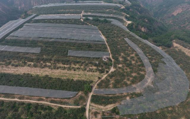 延安卓家村果農(nóng)心聲：種蘋果為什么越來越不賺錢了