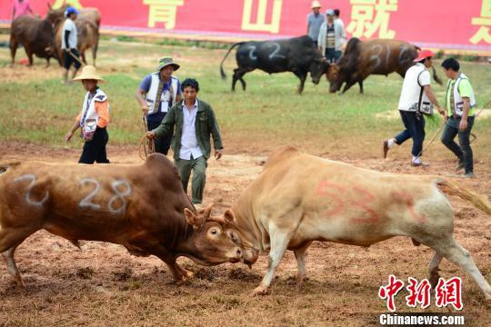 云南石林上演“牛王爭霸”152頭斗牛鏖戰(zhàn)火把狂歡節(jié)