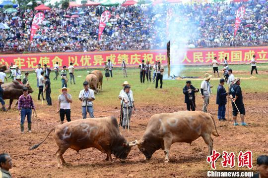 云南石林上演“牛王爭霸”152頭斗牛鏖戰(zhàn)火把狂歡節(jié)