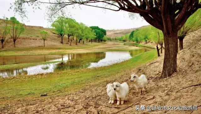 無定河，一條河的信天游