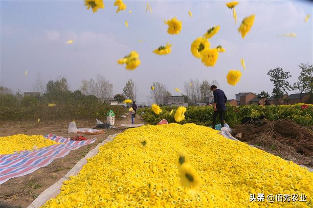 農(nóng)村這種菊花被稱為“黃金花”，成村里一大亮點(diǎn)，雇人采摘吃不消