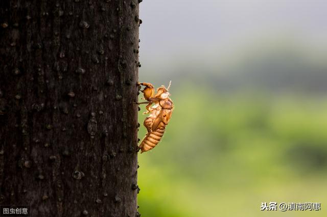 人工養(yǎng)殖金蟬是否可行？經(jīng)濟(jì)效益可觀？前景分析自己是否合適養(yǎng)蟬