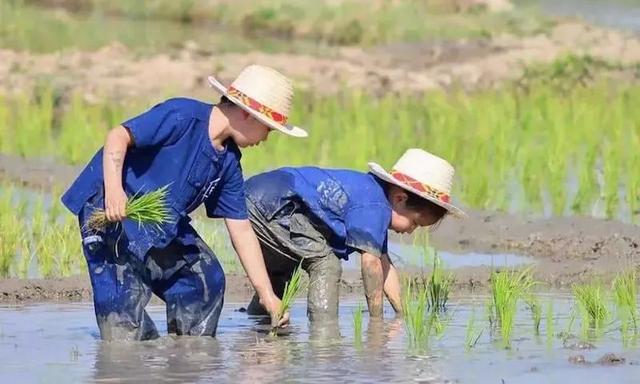 30畝小農(nóng)場(chǎng)天天人氣爆滿，這才是內(nèi)容植入的正確方式