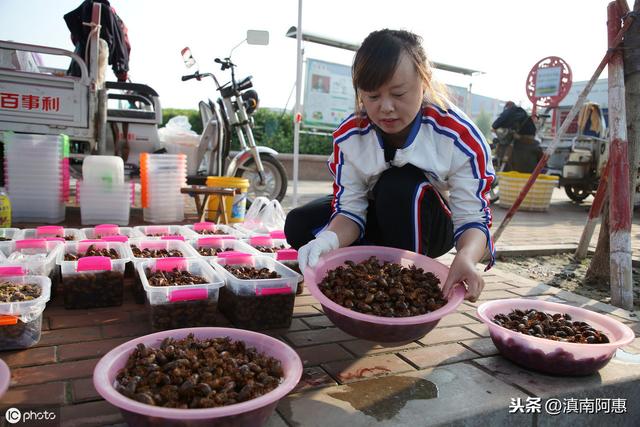 人工養(yǎng)殖金蟬是否可行？經(jīng)濟(jì)效益可觀？前景分析自己是否合適養(yǎng)蟬