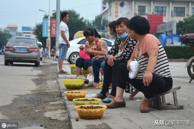 人工養(yǎng)殖金蟬是否可行？經(jīng)濟(jì)效益可觀？前景分析自己是否合適養(yǎng)蟬