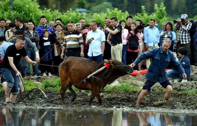 “農(nóng)業(yè) 旅游”不賺錢？試試這3種模式，想賠錢都難