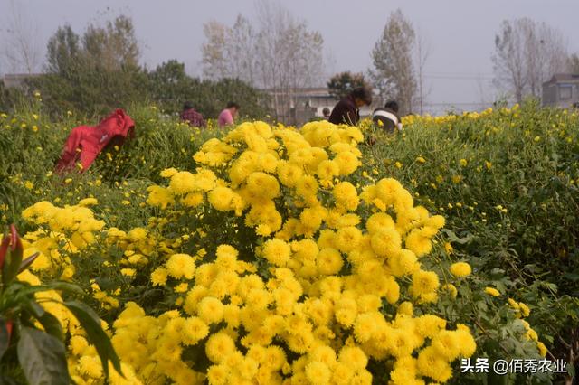 農(nóng)村這種菊花被稱為“黃金花”，成村里一大亮點(diǎn)，雇人采摘吃不消