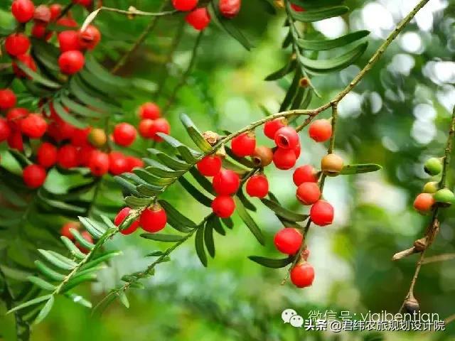 案例 | 江蘇無錫紅豆生態(tài)園打造健康農(nóng)業(yè)產(chǎn)業(yè)鏈發(fā)展模式